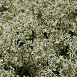Euphorbia 'Star Dust® Super Flash' – wilczomlecz
